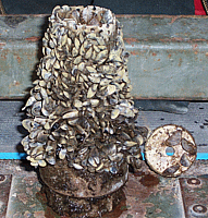 This checkvalve is covered with zebra mussels